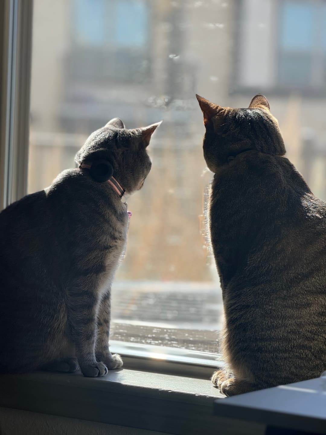 Tigger and Peep, waiting